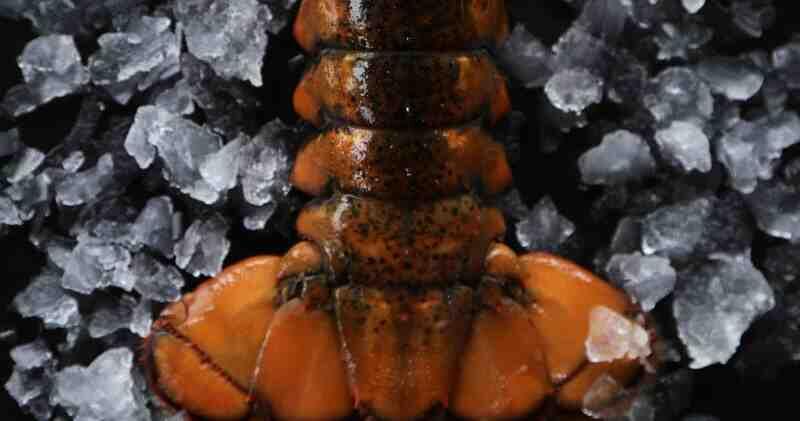 Atlantic Cold Water Lobster Tails